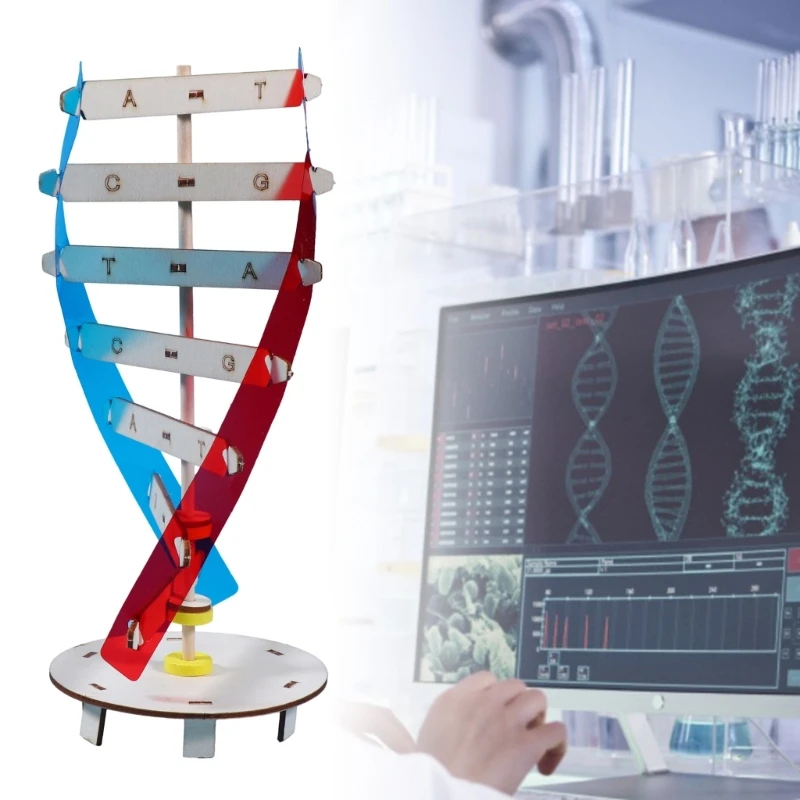 co231 Ľudských Génov Vzdelávacie Hračka DNA Model Pomoci Biologické Vedy Modely DNAs Model